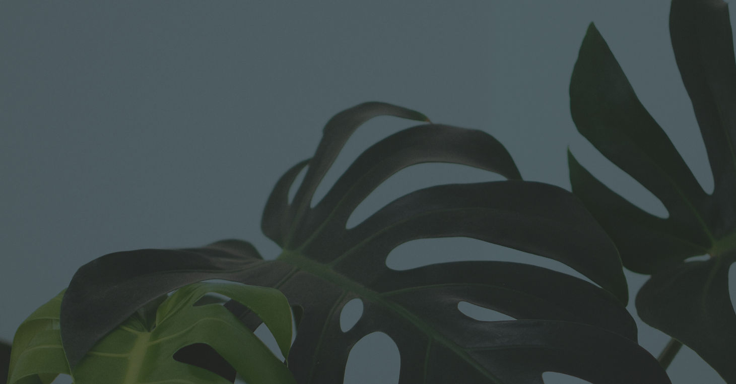 Tropical Leaves Closeup_edited.jpg