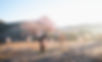 Maitreya_2022_landing_page (1 of 1)_edited.jpg