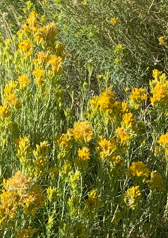 IMG_6597.jpeg