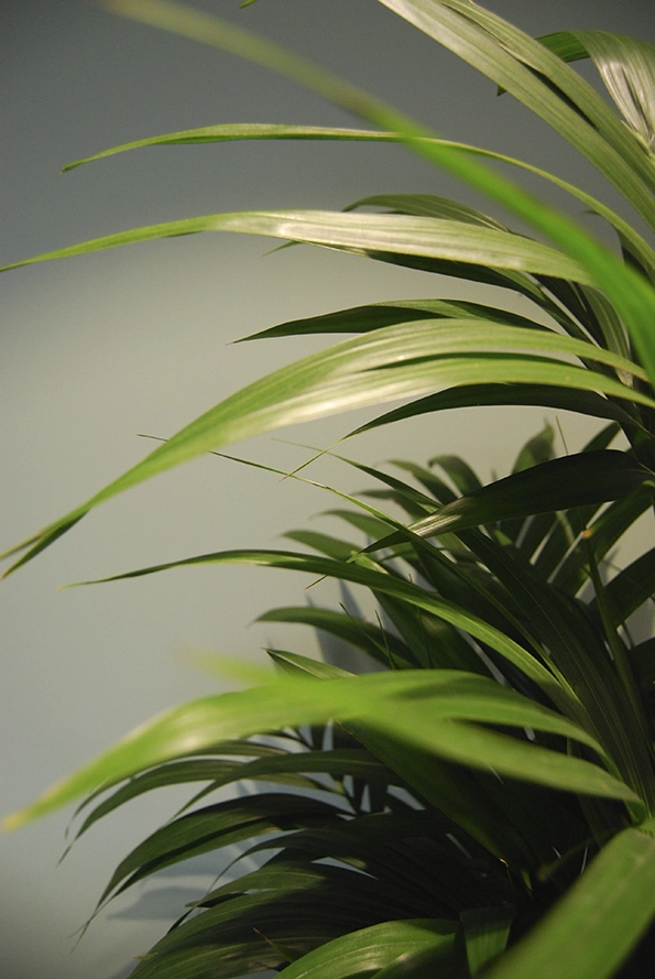 the Fresh Perspective_Newday Offices Amsterdam_Beplanting_Michou van Gennip_Interieurontwe