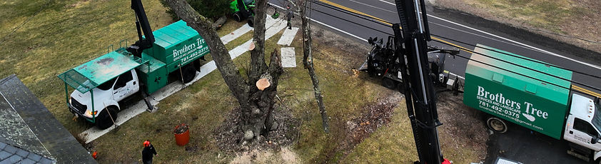 Brothres Tree Service