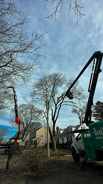 Tree Removal using the crane in Norwood MA
