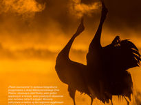 Ptasie zauroczenie - wystawa fotografii przyrodniczej z okazji Międzynarodowego Dnia Ptaków