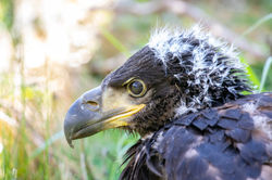 Akcja obrączkowania bielików