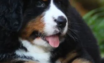 Dúvidas frequentes | Bernese | Canil Cor Salit