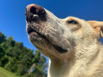 white labrador