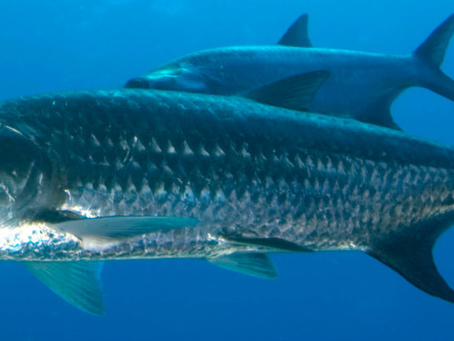What fish is made from steel