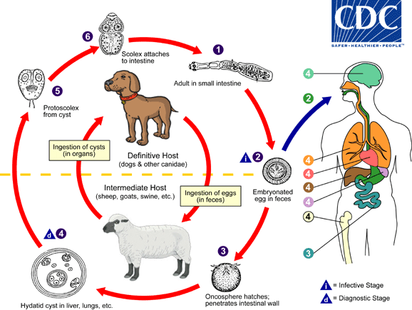 Echinococcus granulosus life cycle, courtesy of CDC