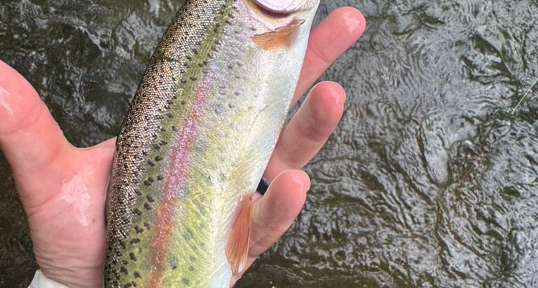 What a Summer of Fishing Really Taught Me