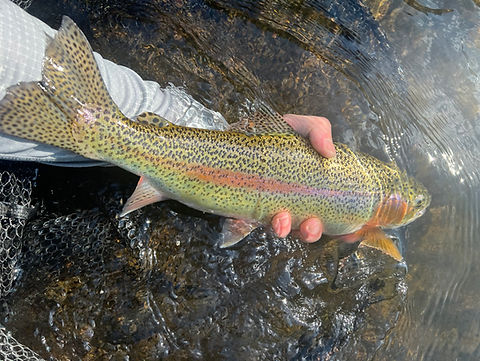 Slow Release of a trout