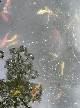 Koi_Japan_edited.jpg