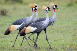 Crowned crane - Arusha