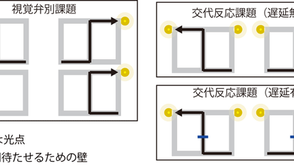 記憶を司る海馬が特定の出来事(エピソード)を覚える仕組みを解明
