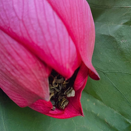 Lotus green tea, the scent of Vietnamese summer - Ngoc Thanh Son Tea