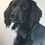Thumbnail: Pet portrait