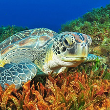R. PAK Martinique avril 24 (32).jpg