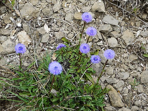 Sierra de Guara, Globulaire,