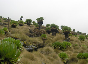 Senecio cottonii