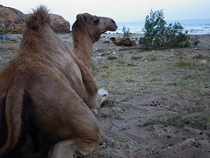 Maroc, Essaouira, randonnée, Sidi kaouki, marche, océan