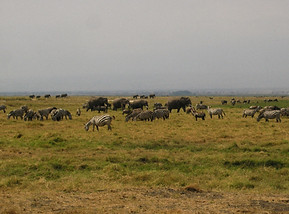 Amboseli