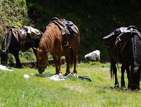 Cheval de Merens, Ariège