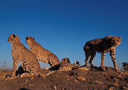 Cheetah low angle photo