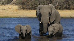 Safari Botswana