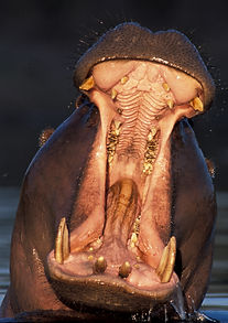 Hippopotamus