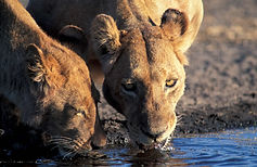 lions drinking