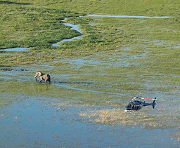 Helicopter Horizons - Okavango Delta 22.jpg