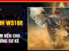 Sảnh Đá Gà WS168 Tại App Đá Gà 88: Chiến Trường Nảy Lửa Cho Các Kê Thủ