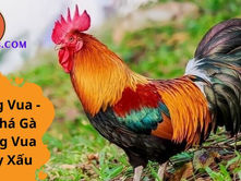 Gà Mồng Vua – Bí Quyết Chọn Chiến Kê Đẳng Cấp Tại XemDaGa88