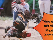 Đá Gà Mexico Tại Dagathomo88: Những Kinh Nghiệm Vàng Từ Cao Thủ