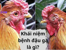 Bệnh Đậu Gà – Điều Cần Biết và Cách Phòng Tránh Hiệu Quả