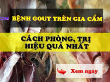 Bệnh Gout Ở Gà: Nguyên Nhân, Dấu Hiệu Và Cách Phòng Tránh Dành Cho Dân Chơi Đá Gà