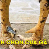 Cách Lên Cựa Gà Đá Tại Xemdaga88.net – Bí Quyết Giúp Bạn Tăng Cơ Hội Thắng Lớn