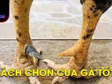 Cách Lên Cựa Gà Đá Tại Xemdaga88.net – Bí Quyết Giúp Bạn Tăng Cơ Hội Thắng Lớn