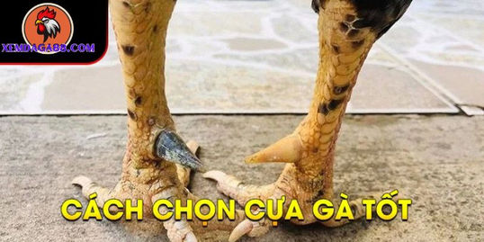 Cách Lên Cựa Gà Đá Tại Xemdaga88.net – Bí Quyết Giúp Bạn Tăng Cơ Hội Thắng Lớn