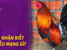 Gà Điều Xanh Mạng Tại Đá Gà Thomo: Kinh Nghiệm Chia Sẻ Từ Một Chuyên Gia