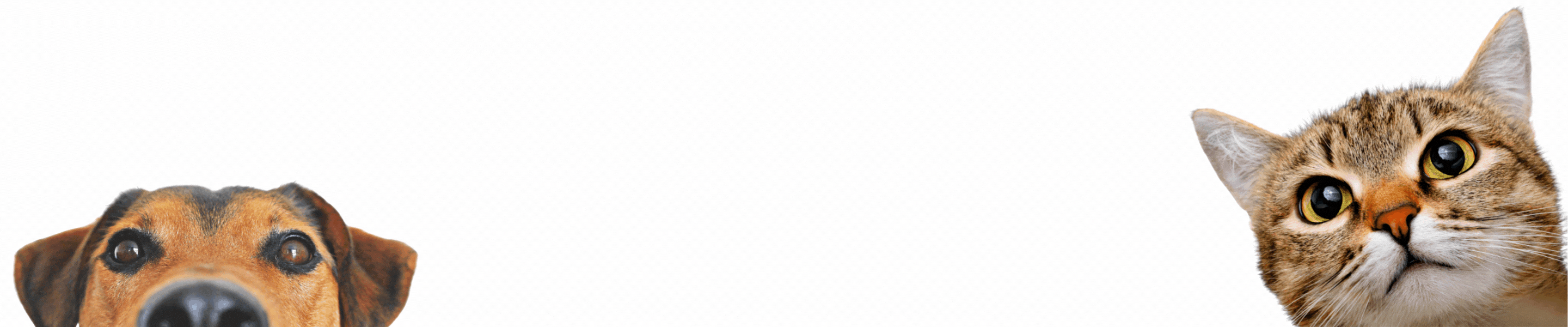 CHIP DE IDENTIFICACIÓN (3840 x 800 px) (2).gif