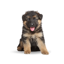 icons vector (19).png