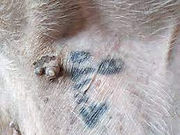 tatoo.jpeg