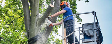 Hubsteiger baum kürzen schneiden fällen Problemfällung Baumkletterer
