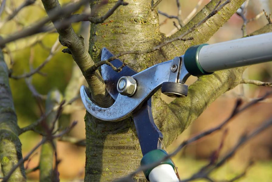 Baumpflege Rückschnitt Gartenpflege pflegeleicht