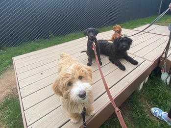 Peach, River, Remi, & Bean adventuring outside
