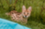 kumba pool.jpg