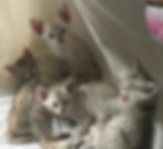 F7kittens_edited.jpg