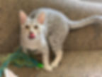 Shakira tongue.jpg