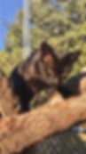 artemis outside.jpg
