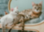 SavannahCats_3_edited.jpg